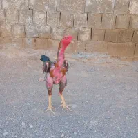 فروشی ۲۳۰۰۰