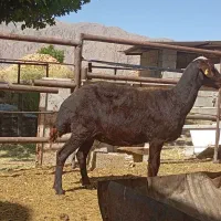 میش افشاری بختیاری