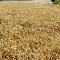 گندم ابی
