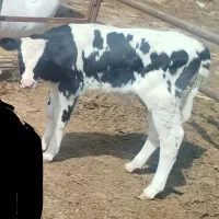 گوساله نر