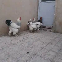 مرغ و خروس برهما