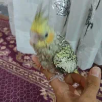 جوجه عروس هلندی دونخور