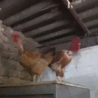 فروش مرغ و خروس و جوجه گردن لخت
