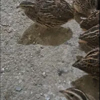 بلدرچین بالغ تخم گذار