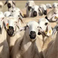 عرضه  دشتی ومغانی