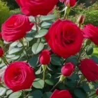 سم پاشی منزل باغبانی 700 هرس نظافت اچارفرانس