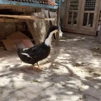 اردک ماده جوان