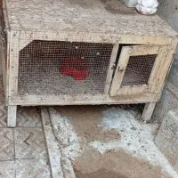 قفس تمام چوب