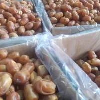 خرمای زاهدی لوکس و درجه 1 بدون قرص برنج