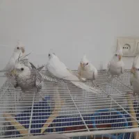 عروس هلندی