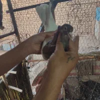 کفتر رنگه