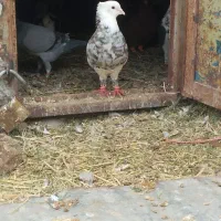 جفت طاقی نر ماده. فروشی