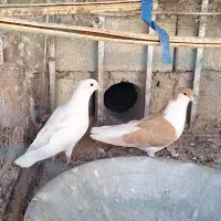 کفتر شیرازی  امری سفید  کلایی زرند