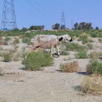 گوسفند
