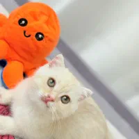 اسکاتیش و بریتیش