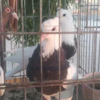 کبوتر رنگی ماده