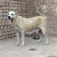 ماده‌سراب‌۳سال‌
