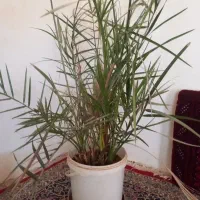 نخل خرما