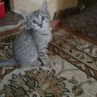 واگداری بچه گربه رایگان