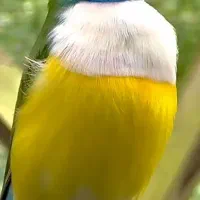 فنچ گلدین زیبا و رنگ خاص