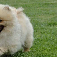 DNA خالص با خط خونی