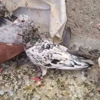 کفتر سرور نر