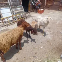 فروش گوسفند