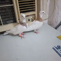 کبوتر رنگی