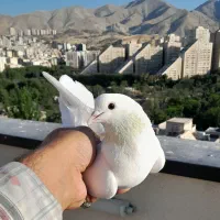 کبوتر گرفتنی کپکی کله دم سبز خال سبز شماردار  ۱۰