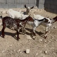 تعدادی میش و بز