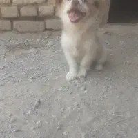 واگذاری سگ پاکوتاه