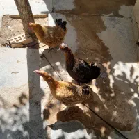 فروش مرغ و خروس بومی سالم و درشت
