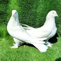 کبوتر سفید
