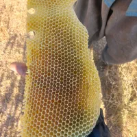 هەنگوین