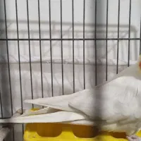 عروس هلندی نر