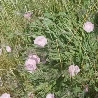 طبیعت گردی و پباده روی دراک