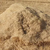 کاه گندم،نو