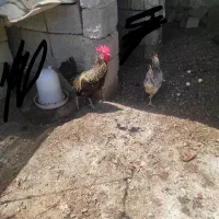 مرغ و خروس به شرط