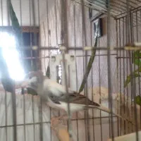 قناری نر مست واماده