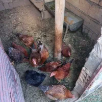 مرغ تخمگذارجوان به شرط