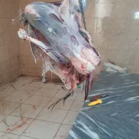 گوشت شتر مرغ کیلویی 950