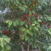 چند-تکه-زمین-کشاورزی