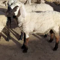 دو عدد بره نر و جوان