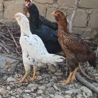 مرغ لاری
