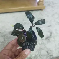 بوسفلاندرا گیاه آکواریوم