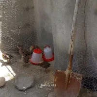 جوجه محلی