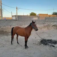 اسب|اسب و تجهیزات اسب‌سواری|اسکو, |دیوار