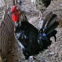 خروس گلین جوان