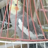 عروس هلندی