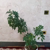 گل طبیعی